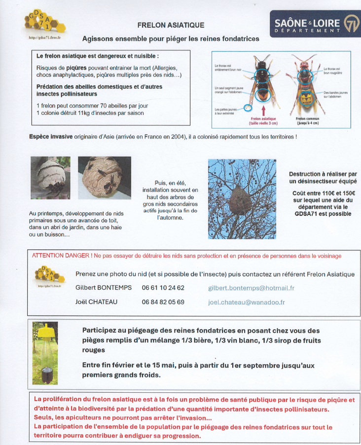 info frelon asiatique
